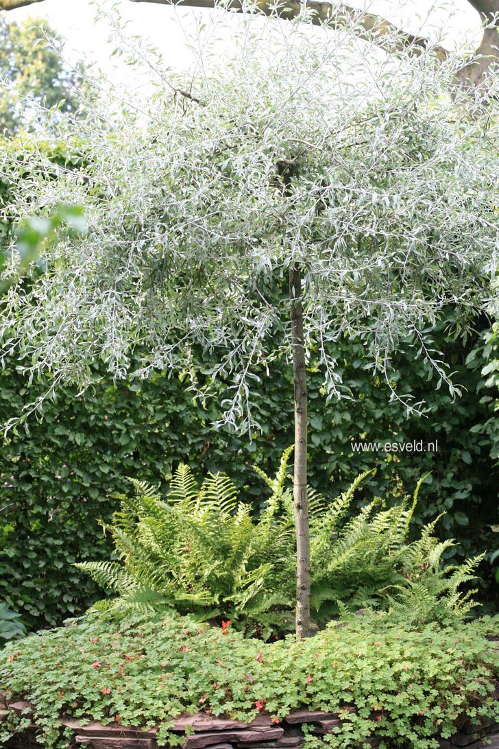 Pyrus salicifolia 'Pendula'