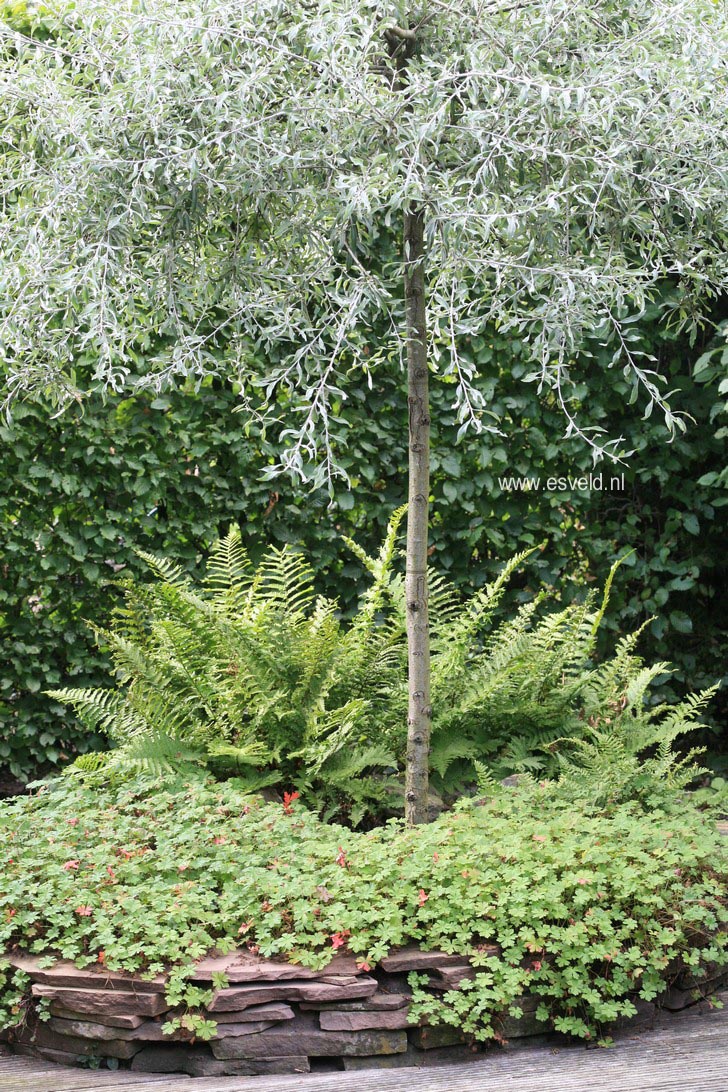 Pyrus salicifolia 'Pendula'