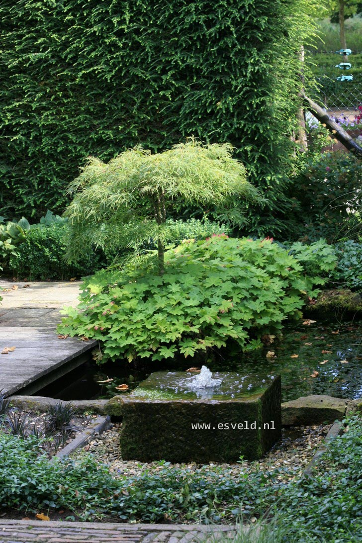 Acer palmatum 'Dissectum'