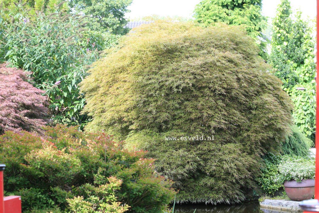 Acer palmatum 'Ornatum'