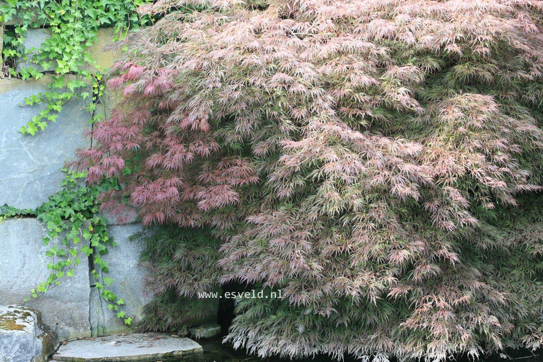 Acer palmatum 'Garnet'