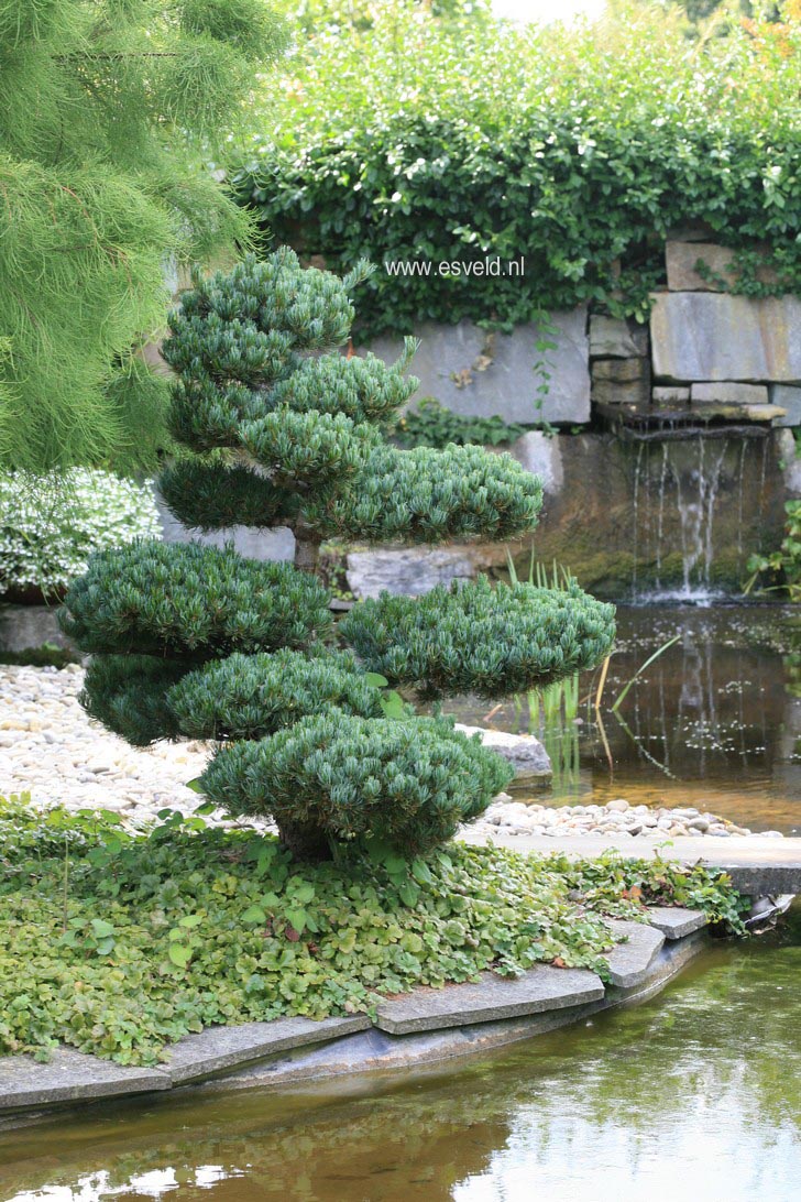 Pinus parviflora