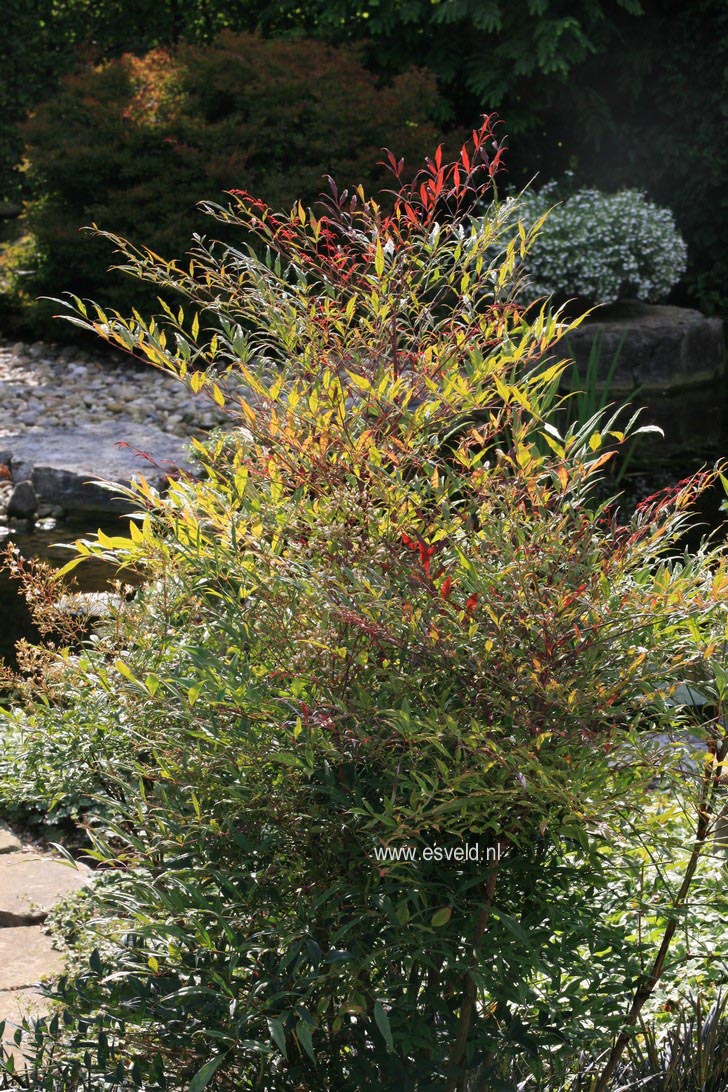 Nandina domestica