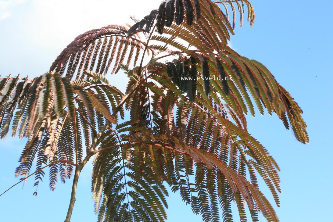 Albizia julibrissin 'Summer Chocolate'