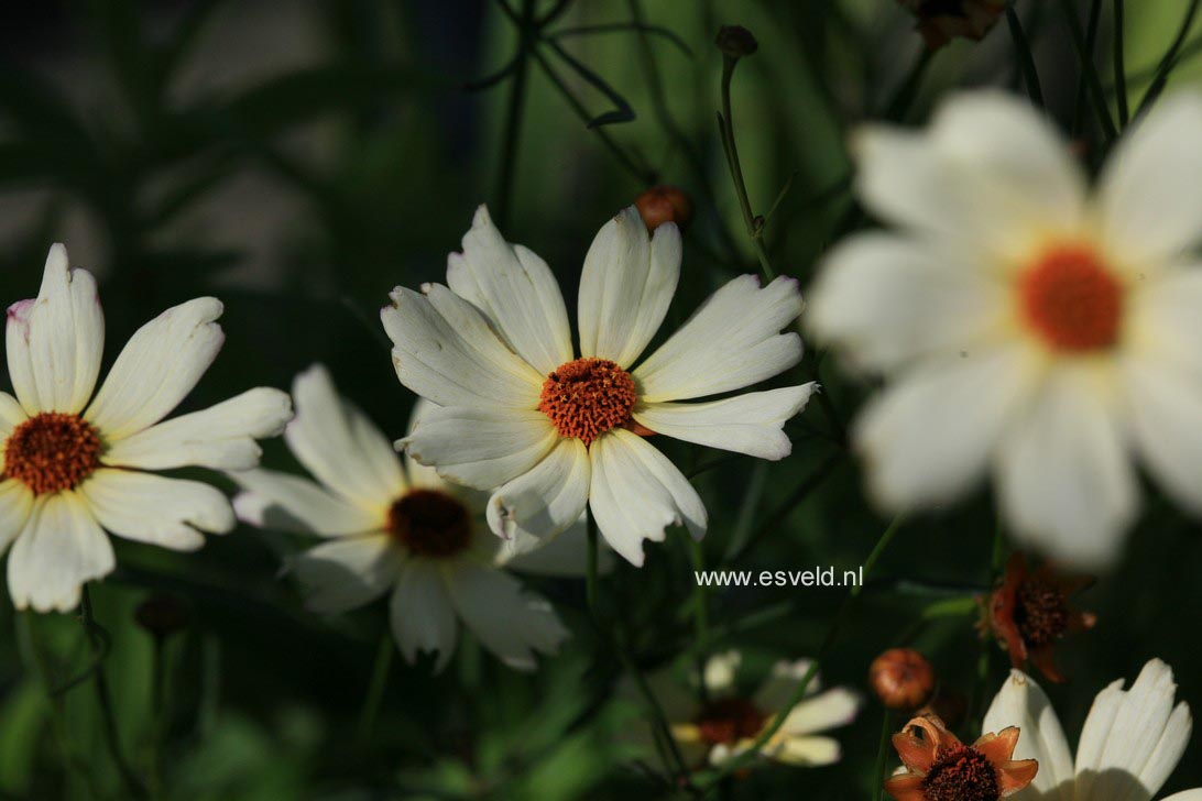 Coreopsis 'Creme Brulee'
