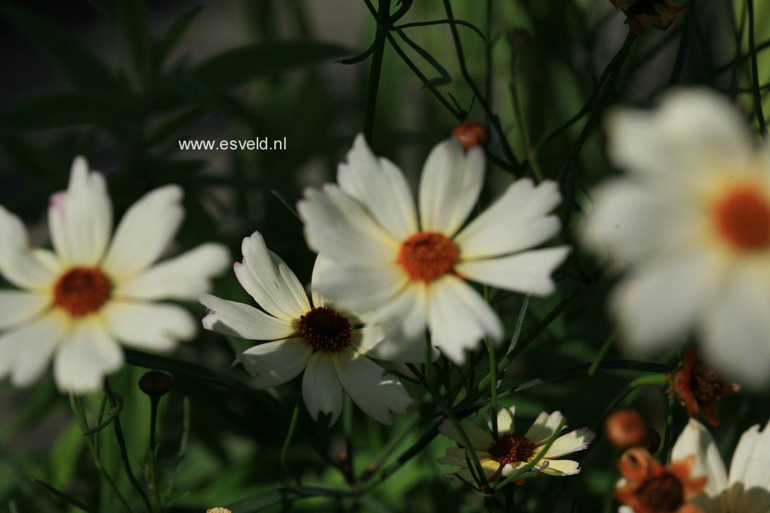 Coreopsis 'Creme Brulee'