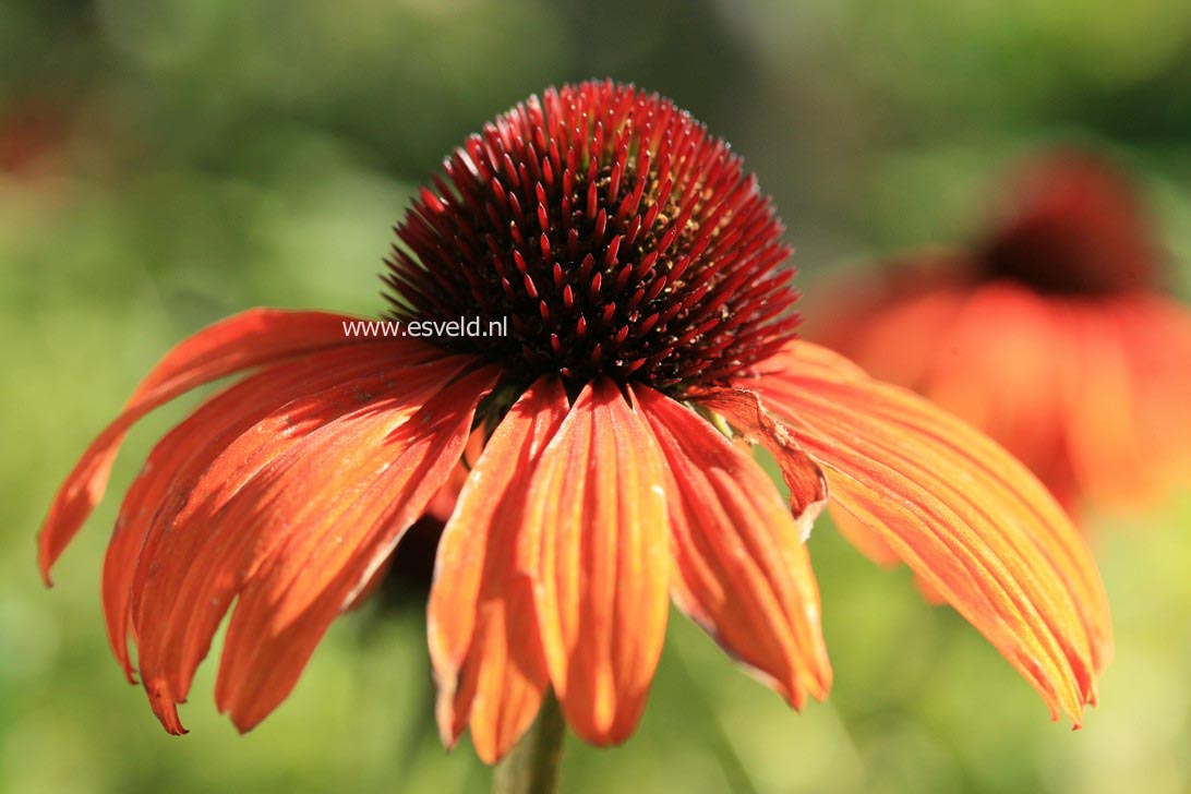 Echinacea purpurea 'Hot Summer'
