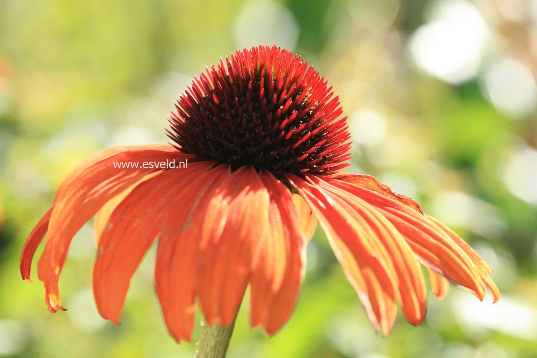 Echinacea purpurea 'Hot Summer'