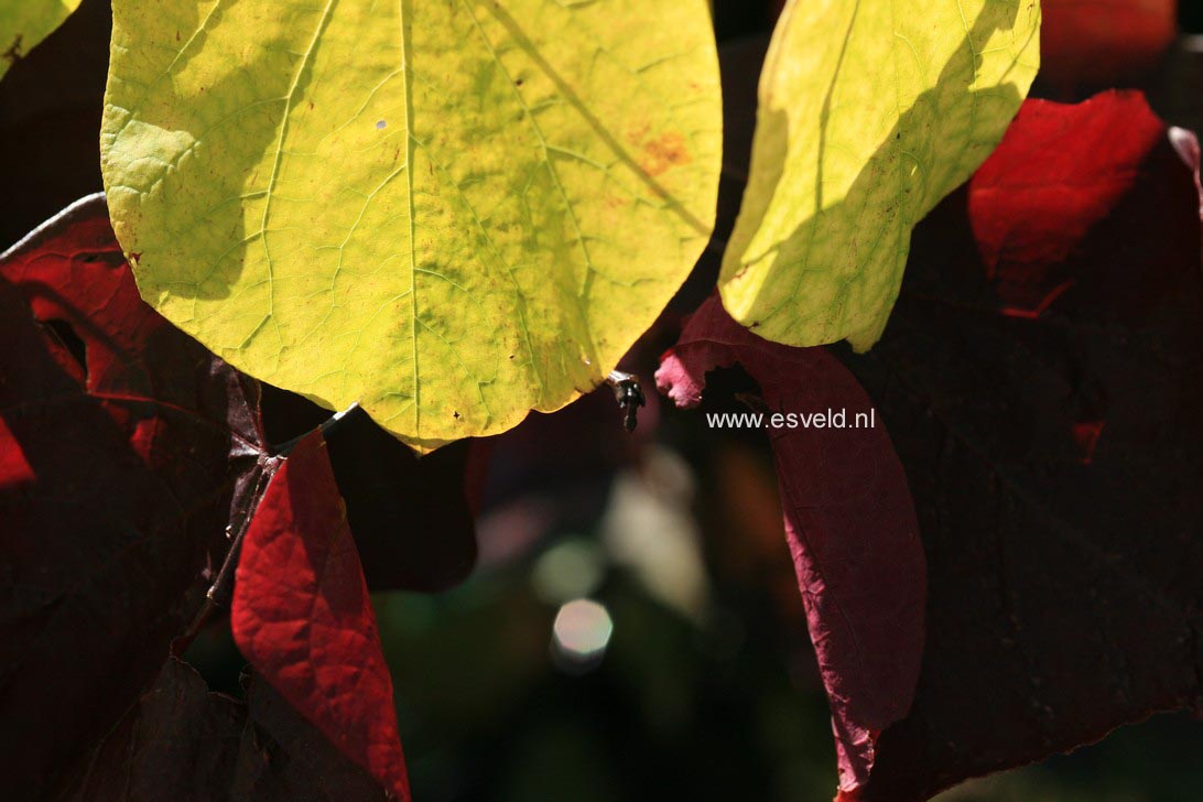 Cercis canadensis 'Hearts of Gold'