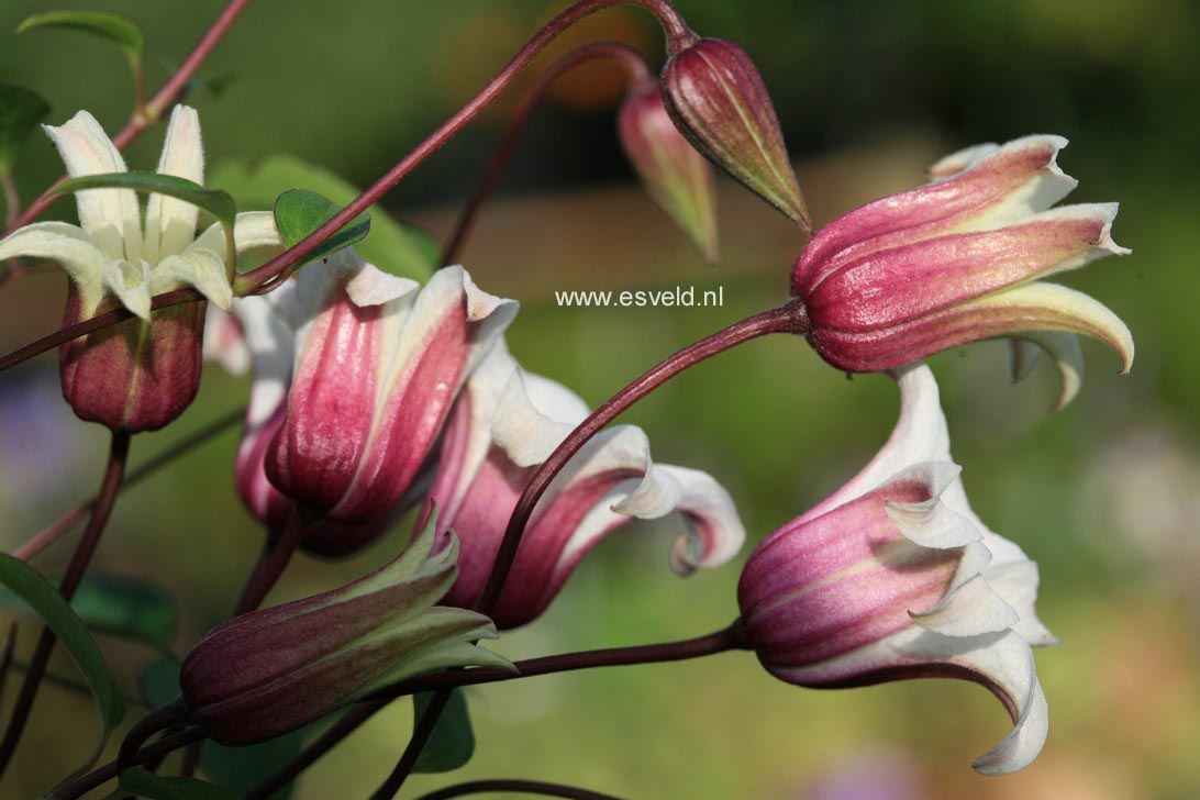 Clematis 'Zoprika' (PRINCESS KATE)