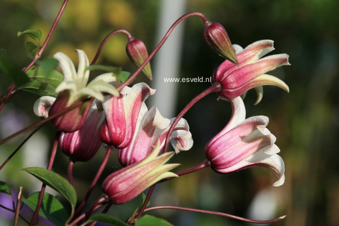 Clematis 'Zoprika' (PRINCESS KATE)