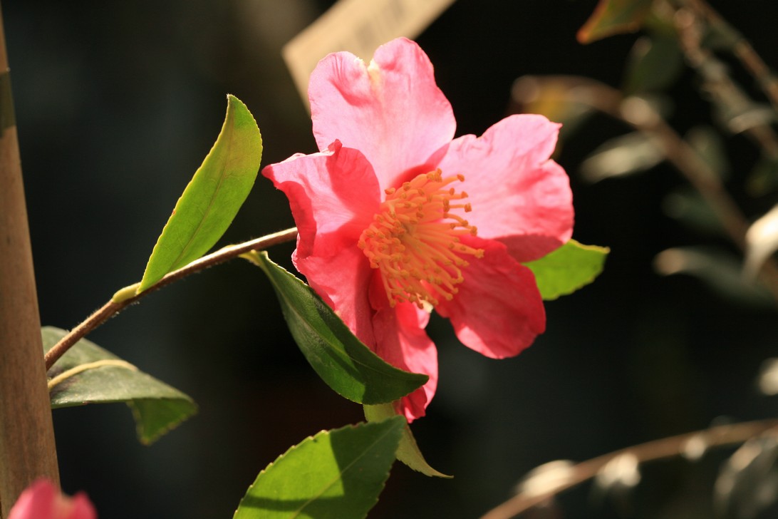 Camellia sasanqua