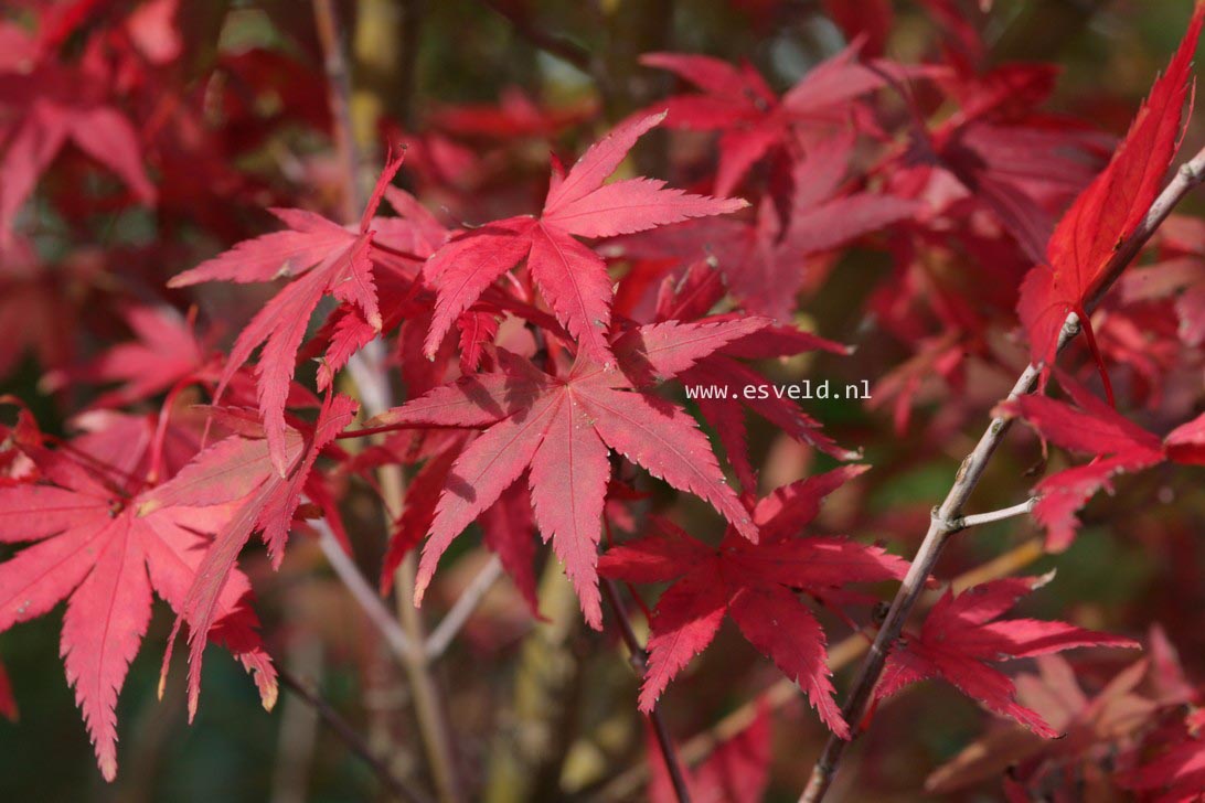 Acer palmatum