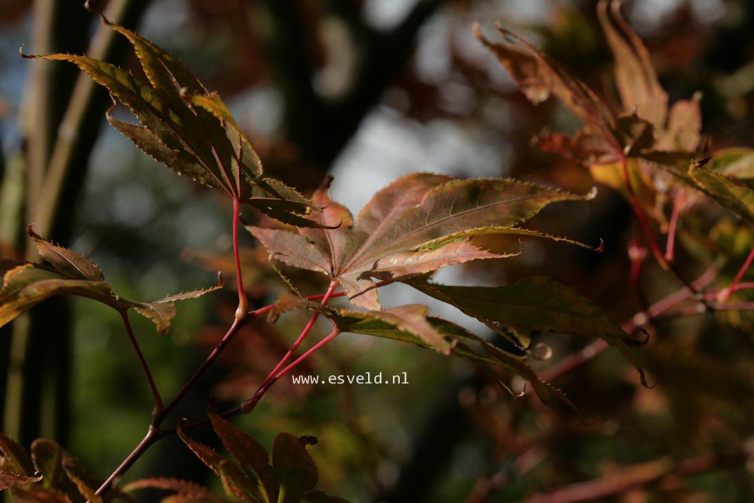 Acer palmatum