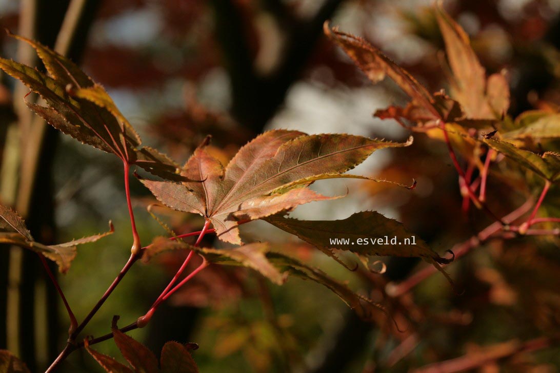 Acer palmatum