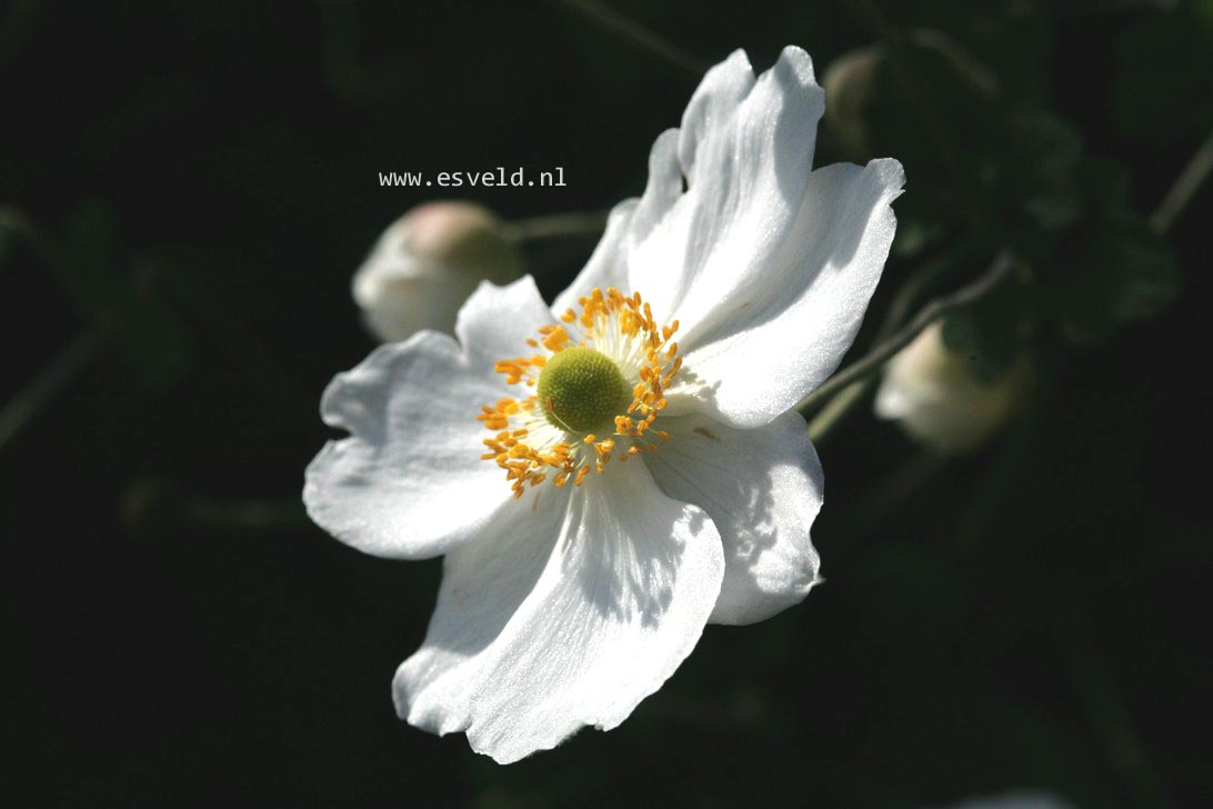 Anemone hybrida 'Honorine Jobert'