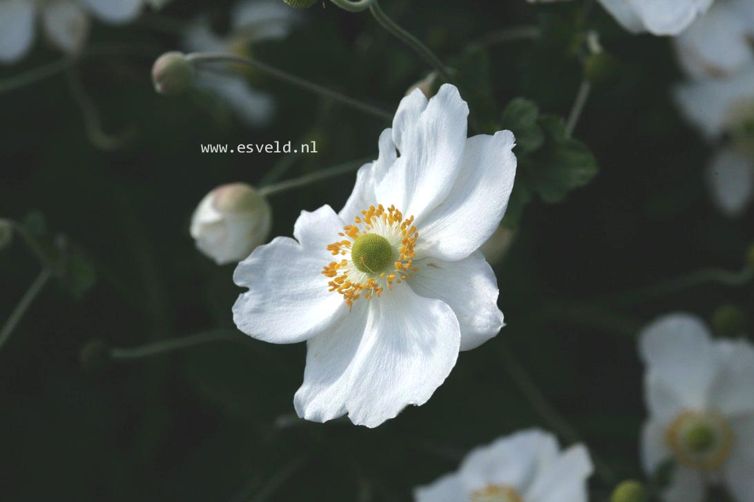 Anemone hybrida 'Honorine Jobert'