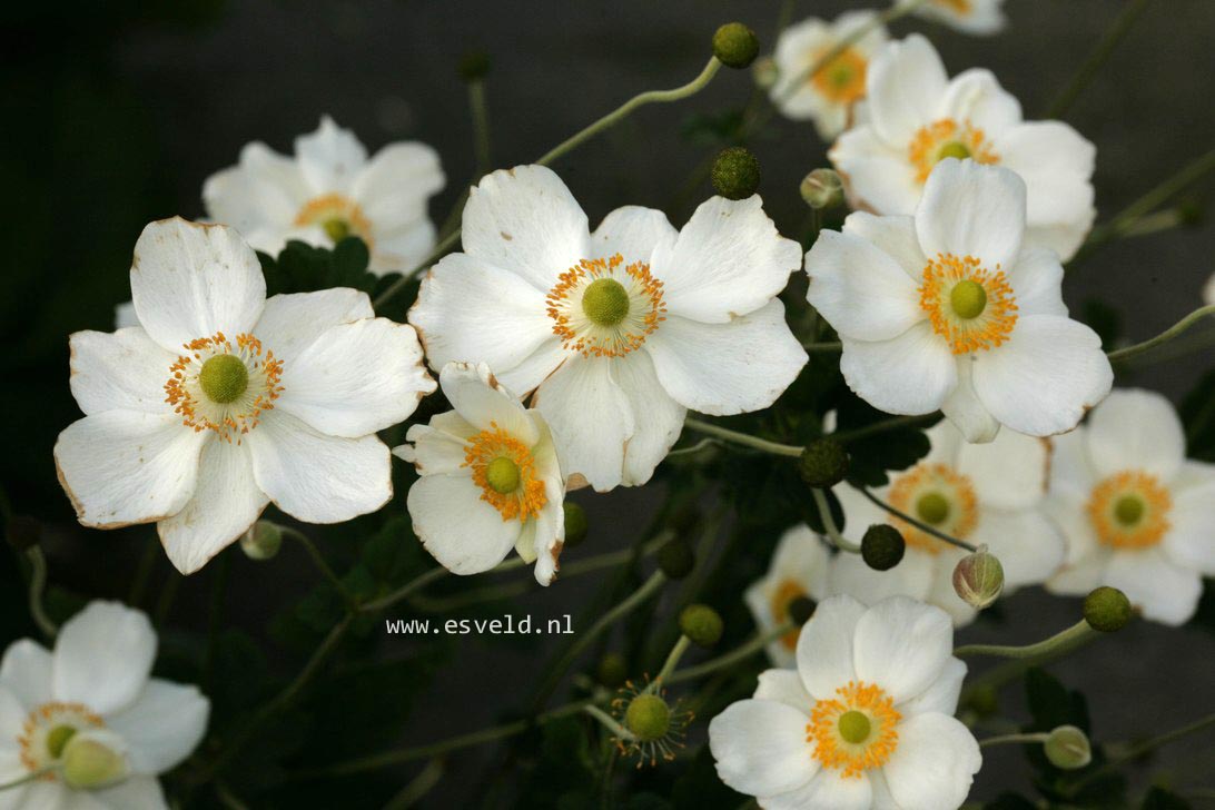 Anemone hybrida 'Honorine Jobert'