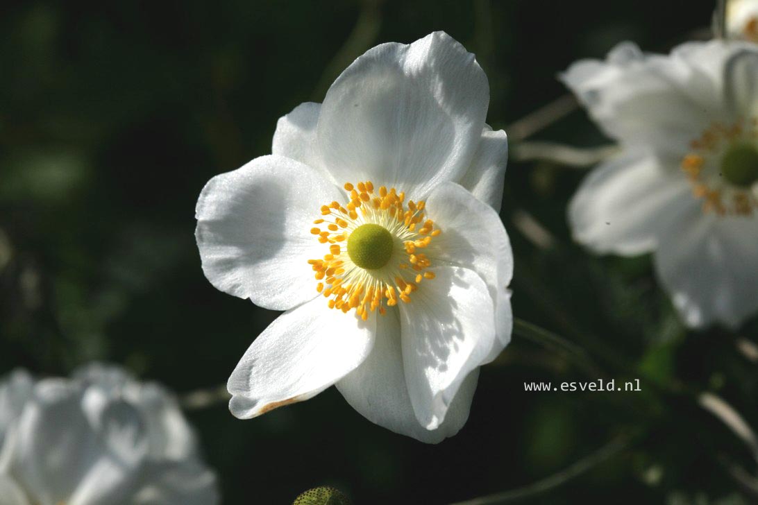 Anemone hybrida 'Honorine Jobert'