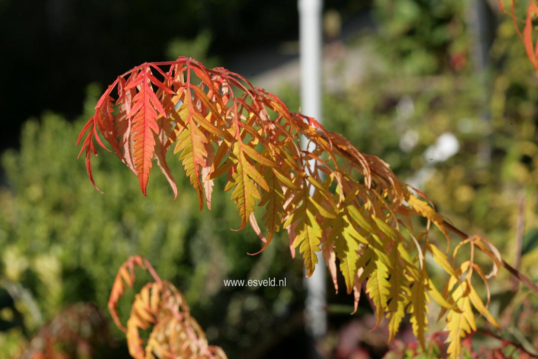 Rhus typhina 'Dissecta'