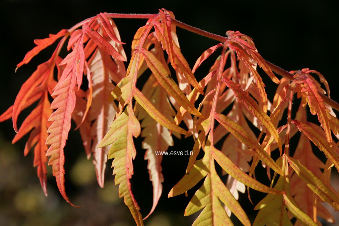 Rhus typhina 'Dissecta'