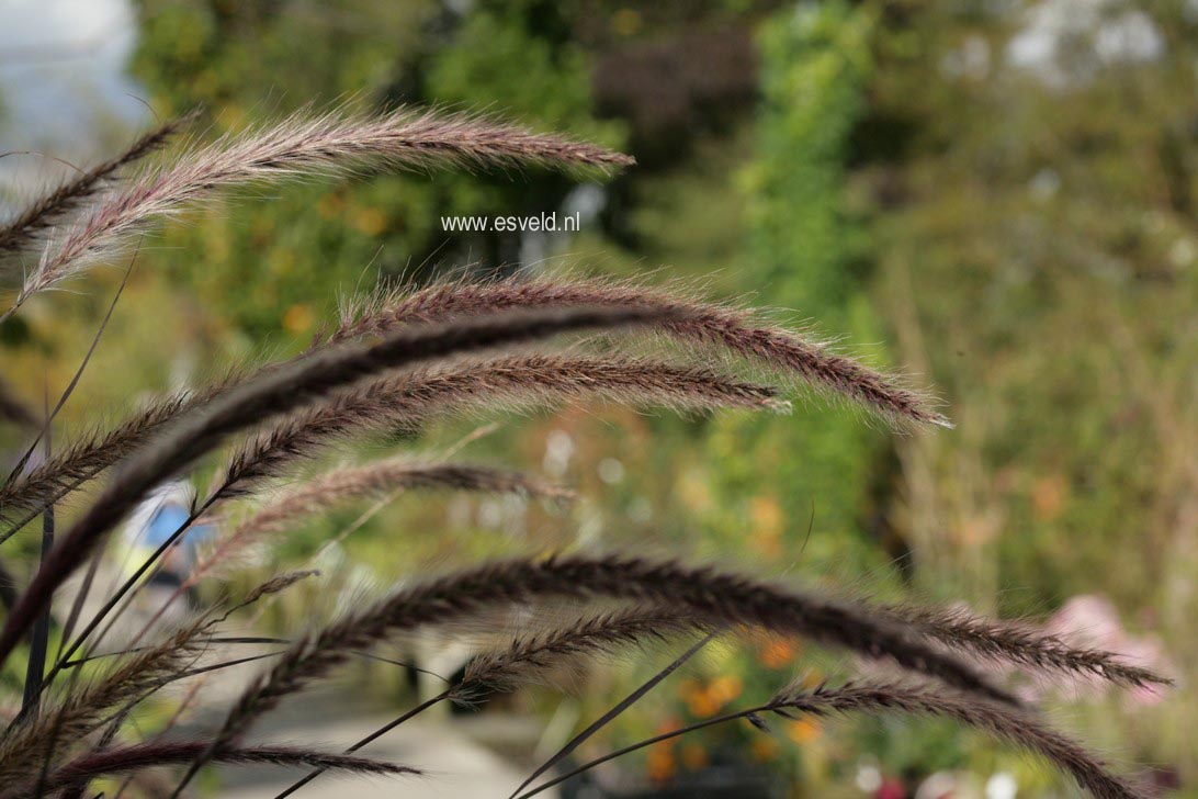 Pennisetum setaceum 'Rubrum'