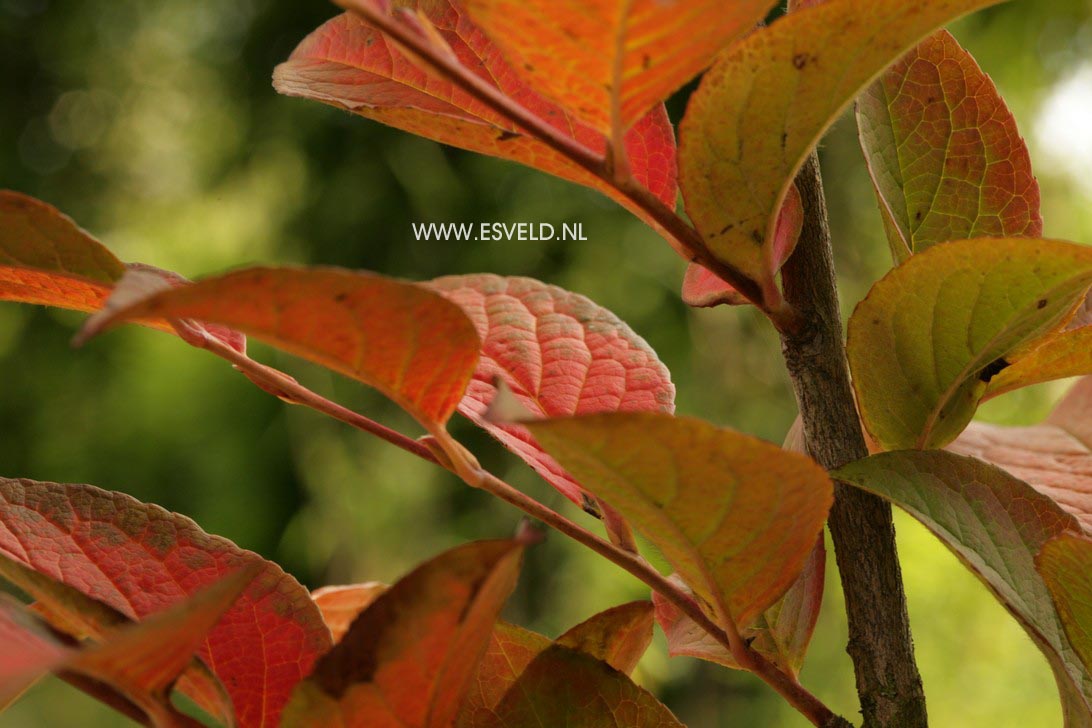 Stewartia pseudocamellia