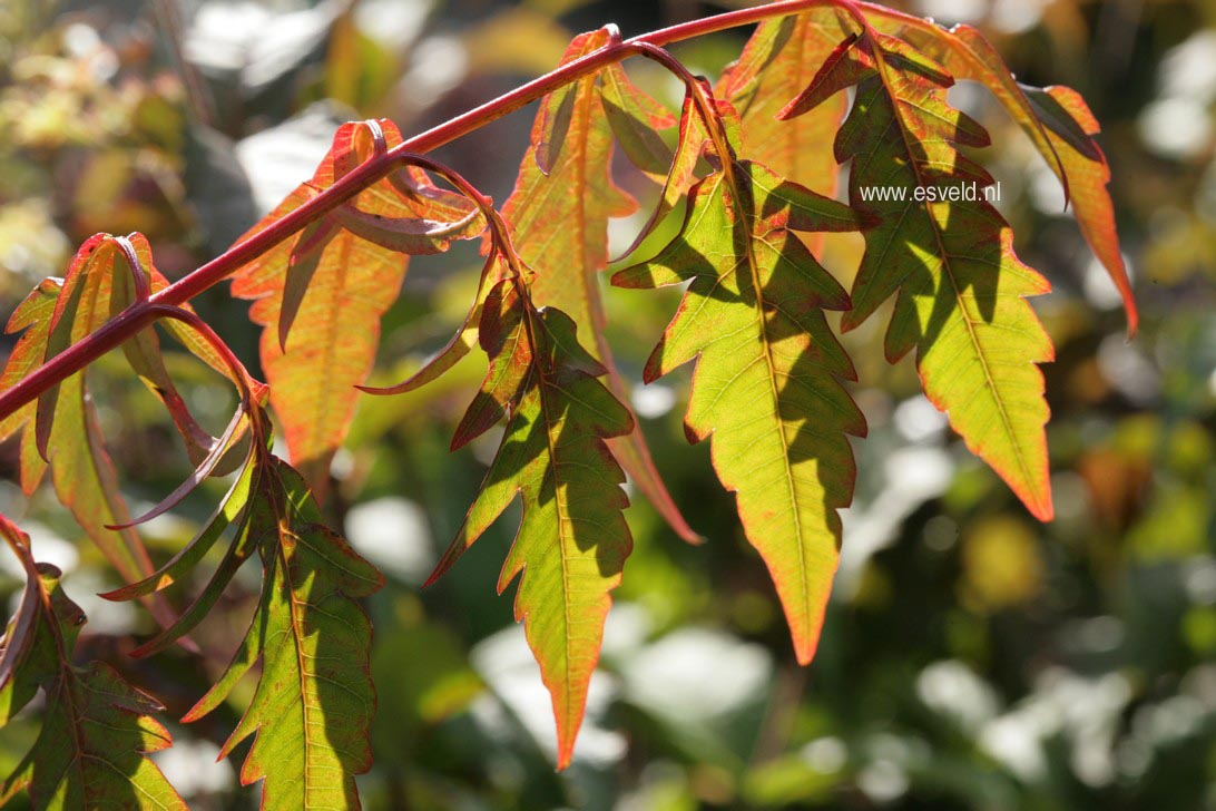 Rhus typhina 'Dissecta'