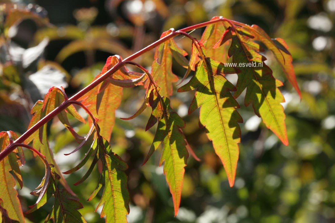 Rhus typhina 'Dissecta'