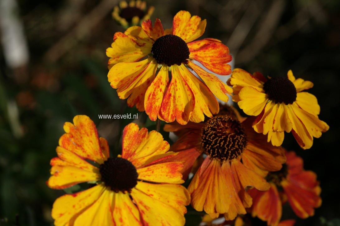 Helenium 'Sahin's Early Flowerer'