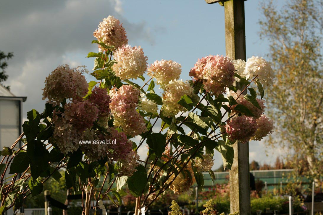 Hydrangea paniculata