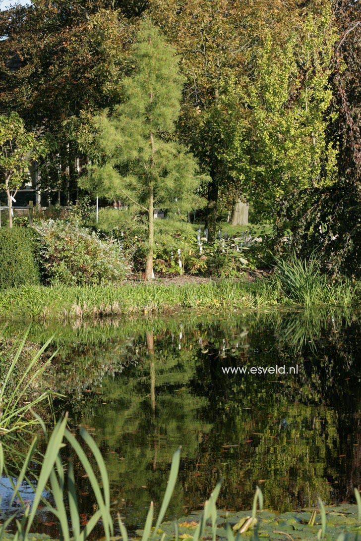 Taxodium distichum var. imbricatum