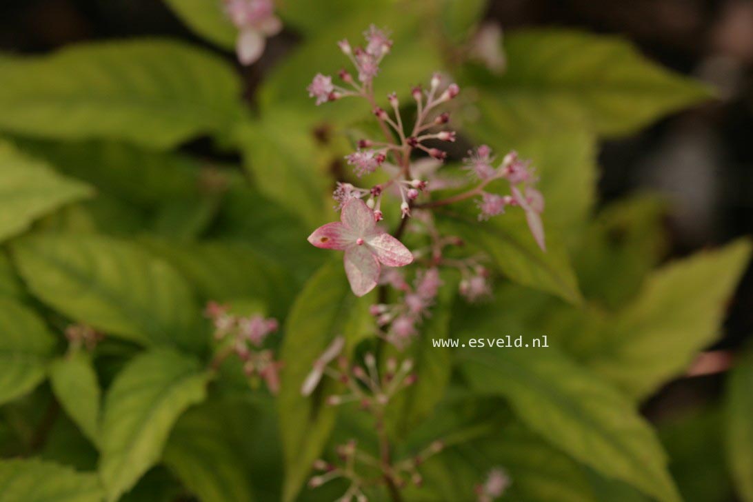 Cardiandra alternifolia 'Pink Geisha'