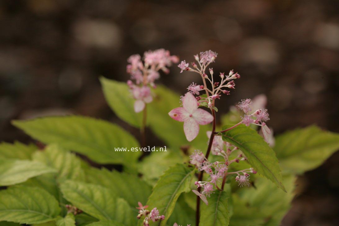 Cardiandra alternifolia 'Pink Geisha'