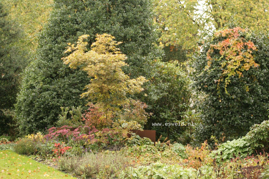 Acer palmatum 'Mirte'