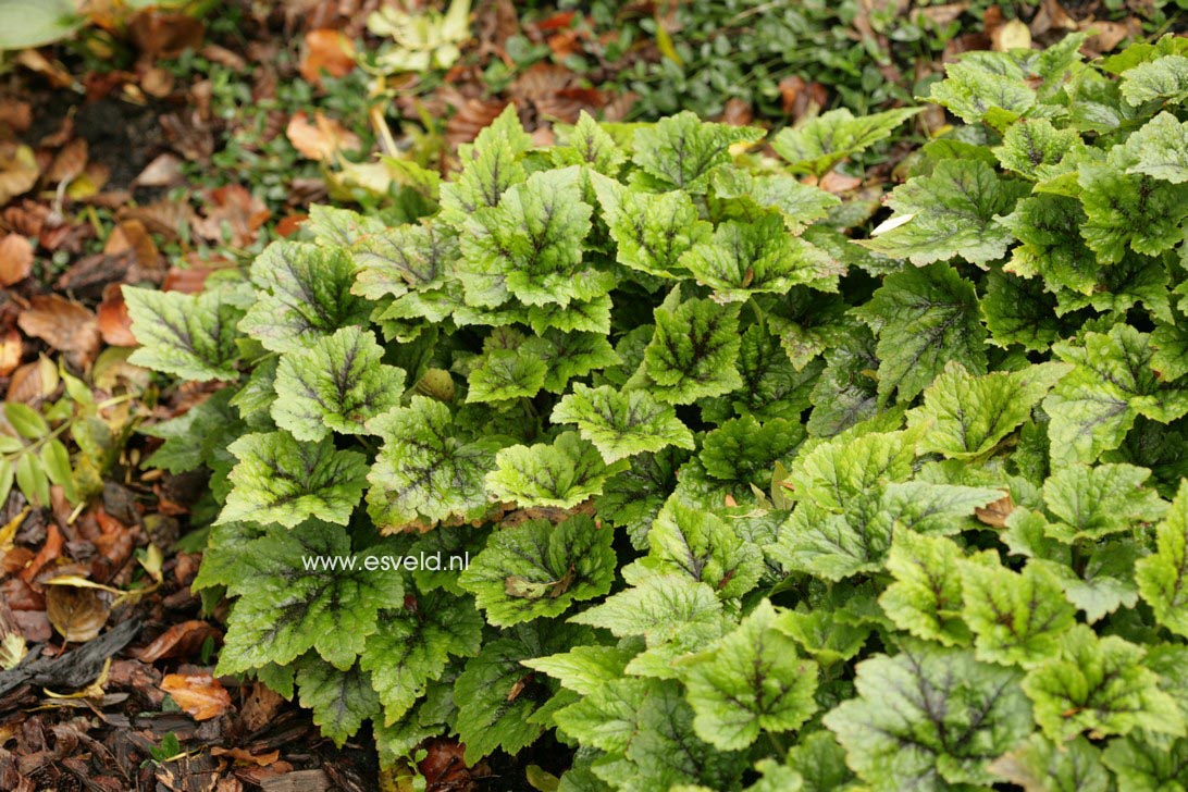 Tiarella 'Tiger Stripe'