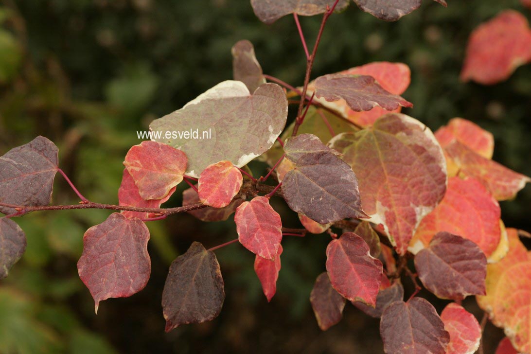 Disanthus cercidifolius 'Ena nishiki'