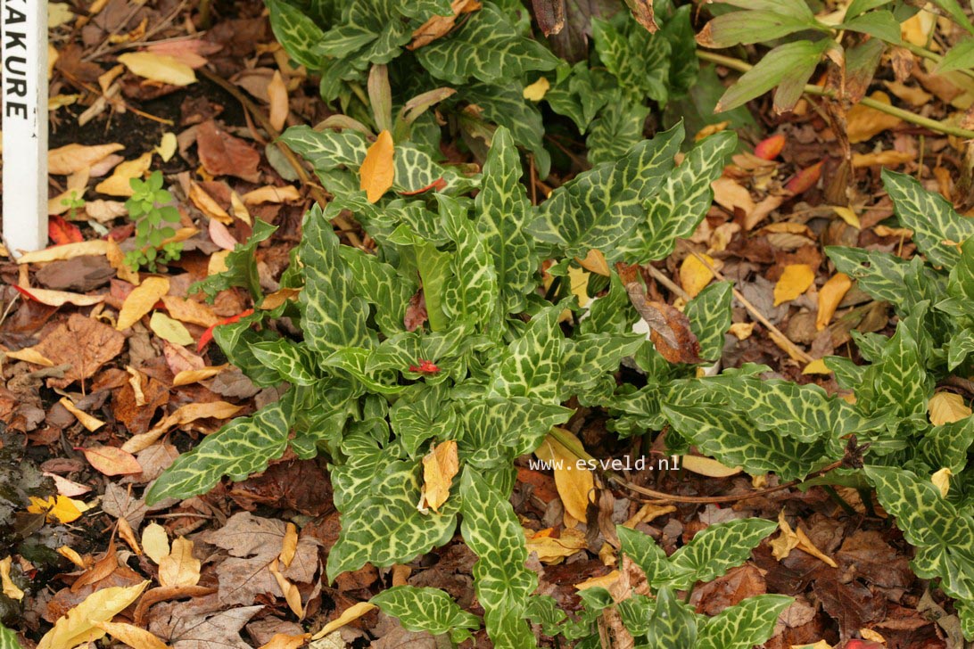 Arum italicum