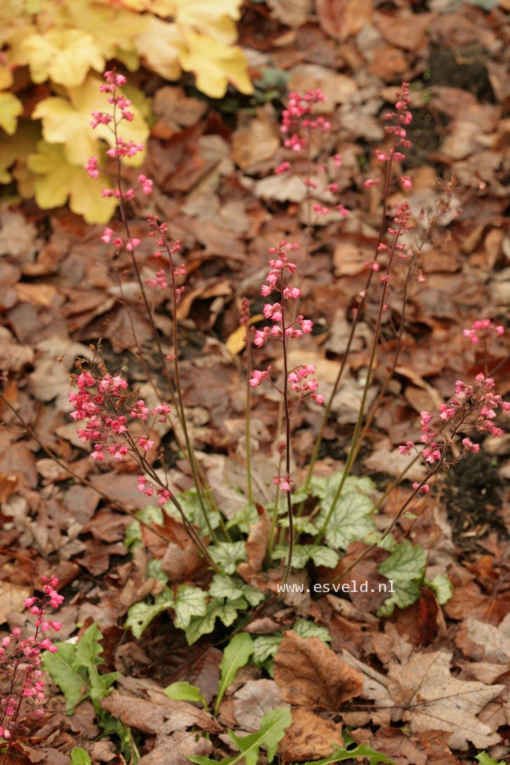 Heuchera 'Paris'