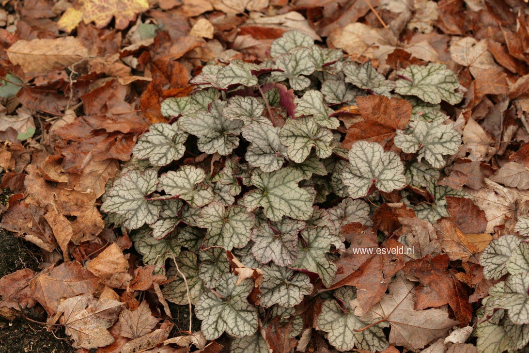 Heuchera 'Silver Scrolls'