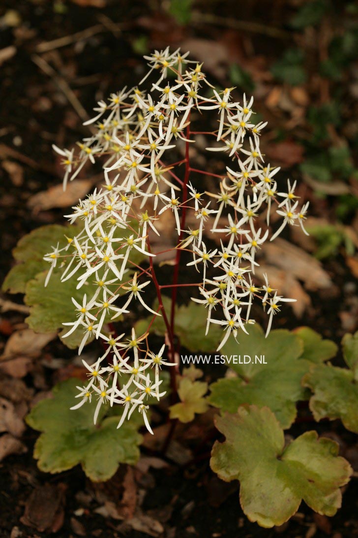 Saxifraga cortusifolia 'Rubrifolia'