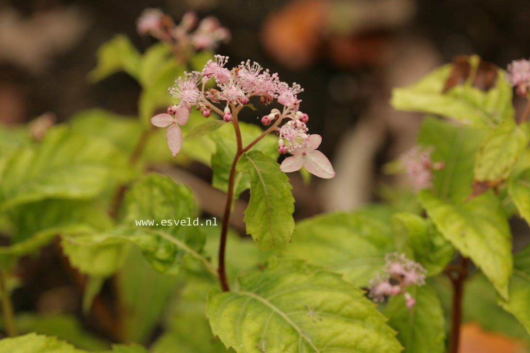 Cardiandra alternifolia 'Pink Geisha'