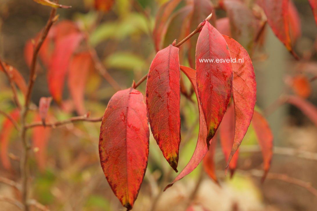 Stewartia sinensis