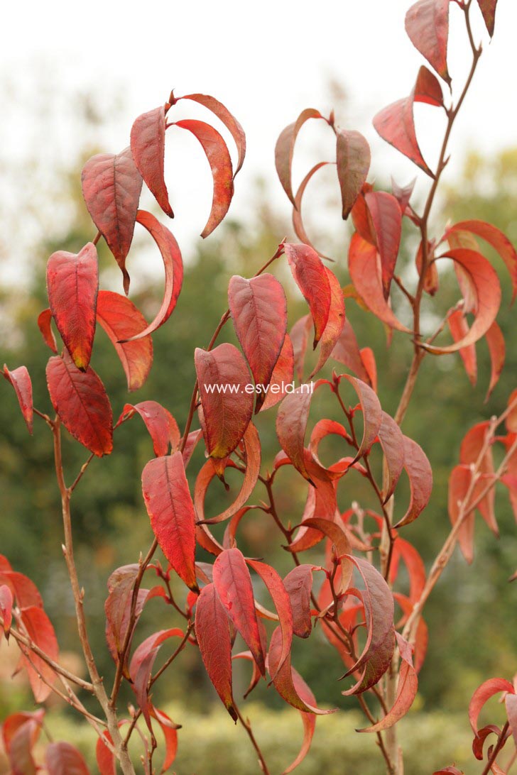 Stewartia sinensis