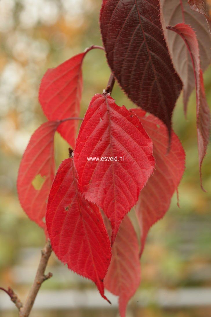 Prunus serrulata 'Royal Burgundy'