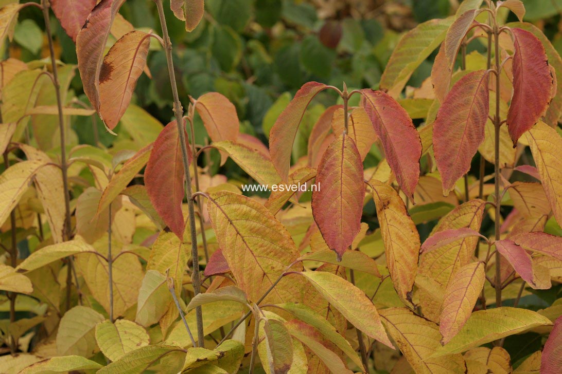 Callicarpa cathayana