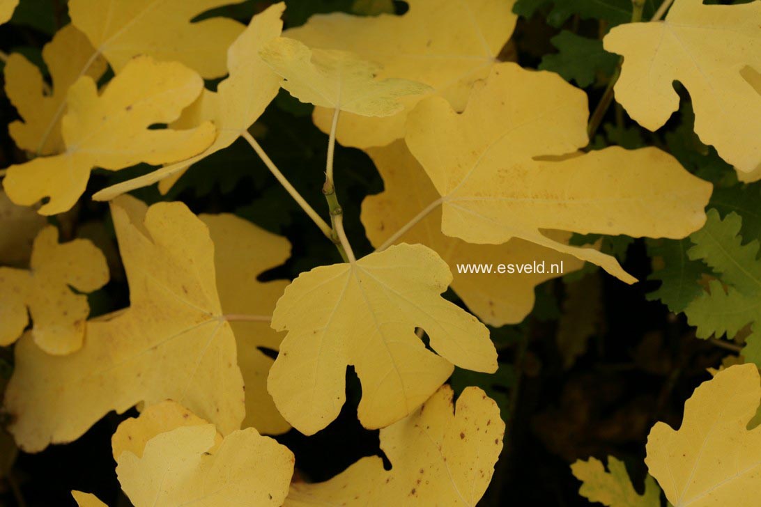 Ficus carica 'Brown Turkey'