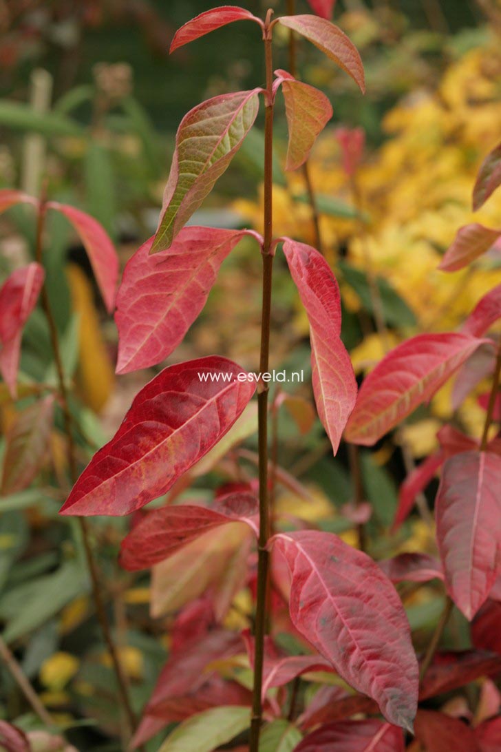 Viburnum 'Huron'