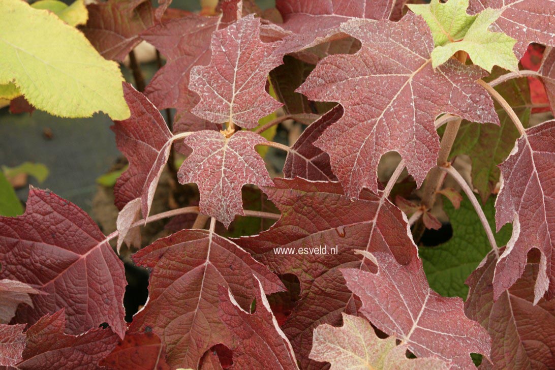 Hydrangea quercifolia 'Harmony'