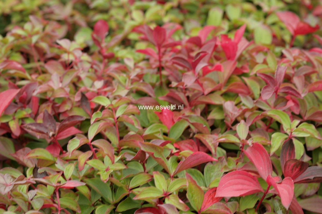 Cornus canadensis